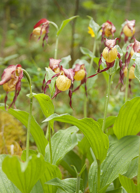 orchidées sauvages