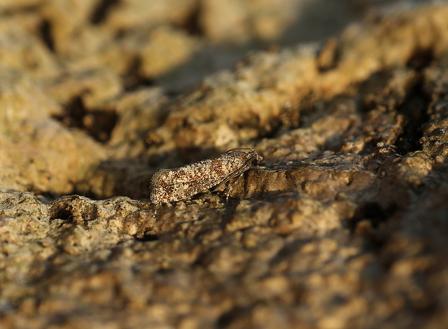 Spotted Shoot Moth (Rhyacionia pinivorana)