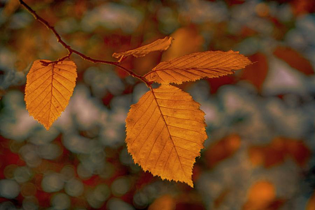 Goldener Herbst