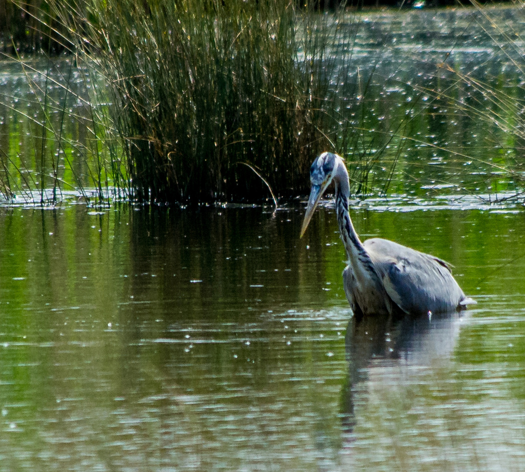 Heron hunting from the reed bed blind
