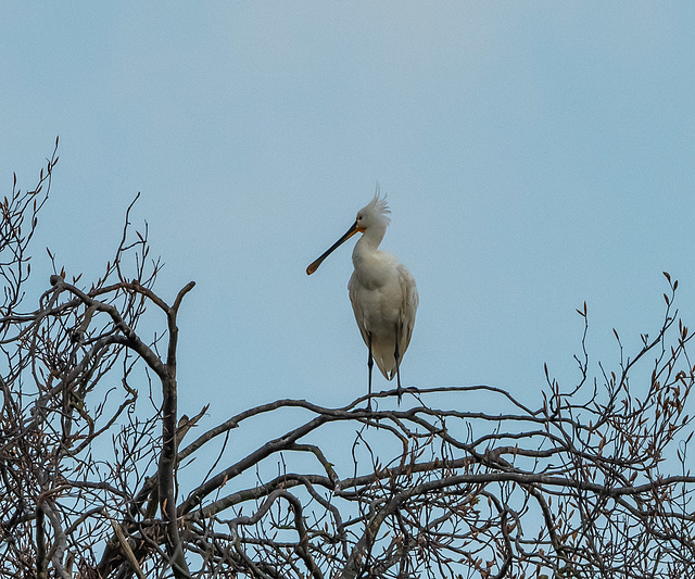 Spoonbill