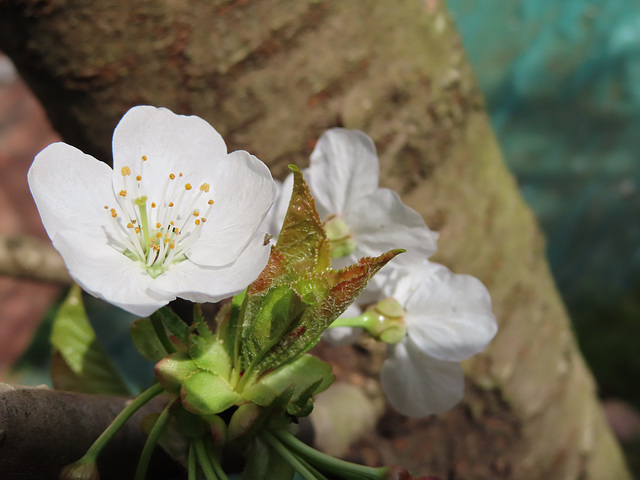 Flor de cerezo