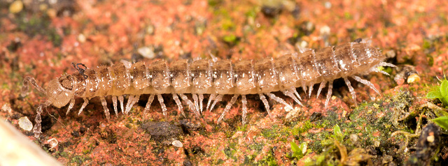 IMG 2937 Millipedev2