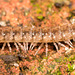 IMG 2937 Millipedev2