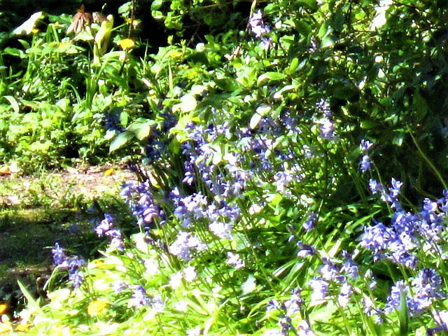 The driveway is covered with bluebells