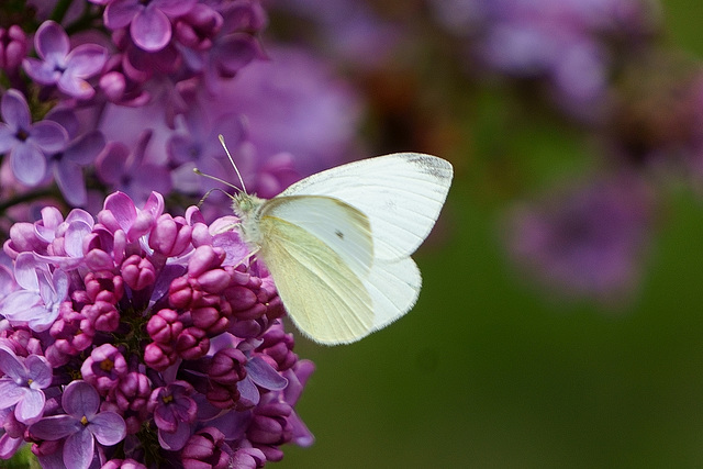 Pieris rapae