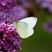 Pieris rapae