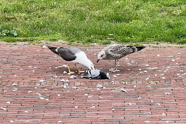 Gulls eating a pigeon