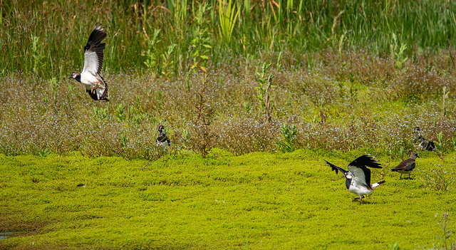 Lapwings