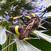 20230719 2451CPw [D~LIP] Flachblättriger Mannstreu (Eryngium planum), Bienenjagende Knotenwespe (Cerceris rybyensis), Bad Salzuflen