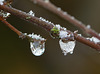 Ice drops