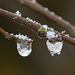 Ice drops