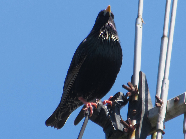 Blackbird Perching.