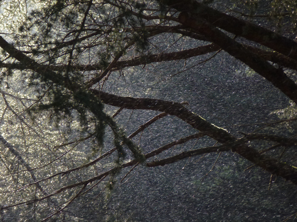 20150127 Fee Arboretum Espaze (99) al