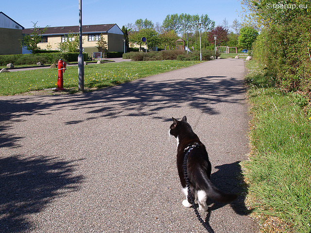 Snow White - walking in spring, 2