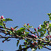 Oh the blue sky makes the blossom look gorgeous