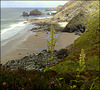 Greenbank Cove, Cornwall