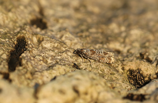 Spotted Shoot Moth (Rhyacionia pinivorana)