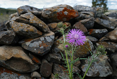 Galactites tomentosus, Asteraceae