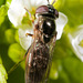 IMG 2949 Hoverflyv2