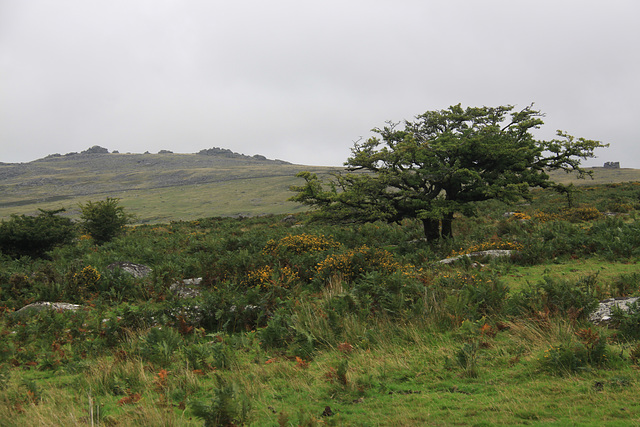 Dartmoor