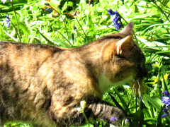 This cat also like to chase butterflies!!