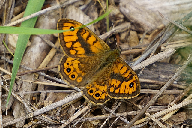 Der erste Mauerfuchs ♂ in diesem Jahr