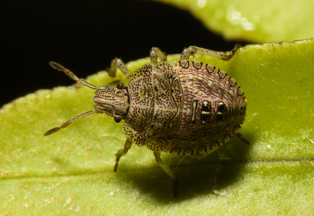 IMG 0341 Shieldbug