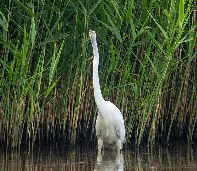 Great white egret