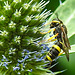 20230719 2452CPw [D~LIP] Flachblättriger Mannstreu (Eryngium planum), Bienenjagende Knotenwespe (Cerceris rybyensis), Bad Salzuflen