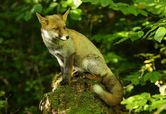 maître renard sur un arbre perché...... attendait le corbeau .......