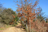 Italy, San Galgano, Trail to the Hill of Monte Siepi