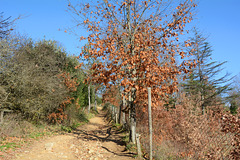 Italy, San Galgano, Trail to the Hill of Monte Siepi