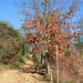 Italy, San Galgano, Trail to the Hill of Monte Siepi