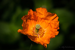 California Poppy