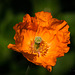 California Poppy