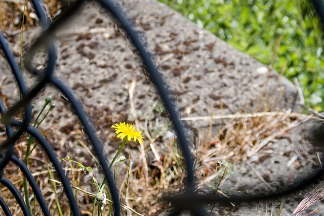Hawkweed through a fence