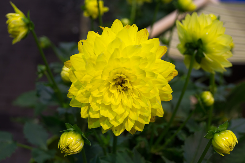 Zülpich Landesgartenschau 2014 DSC07672