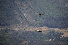 20150529 8308VRAw [R~F] Gänsegeier, Gorges du Verdon, Cote d'Azur