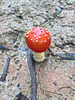 toadstool