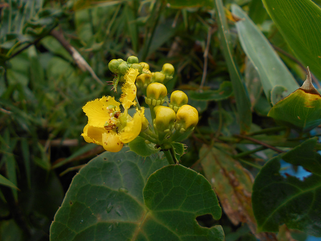 DSCN5314 - chuva-de-ouro Stigmatophyllon ciliatum, Malpighiaceae