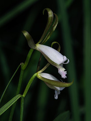 Cleistesiopsis bifaria (Small Spreading Pogonia orchid)