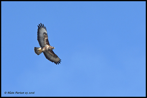 Buse variable DSC0467