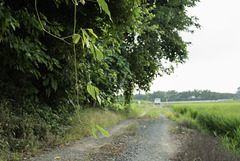 Farm road