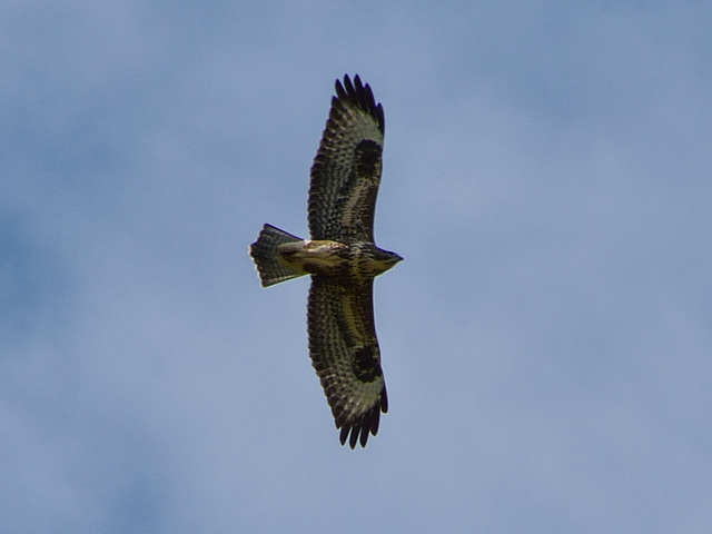 Common Buzzard (Buteo buteo) DSB 1544