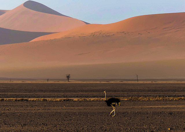 Promenade dans les dunes