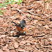 Male Eastern Towhee