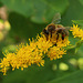 Biene auf Goldsuche