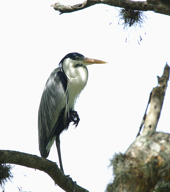 Heron EF7A5367