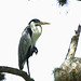 Heron EF7A5367